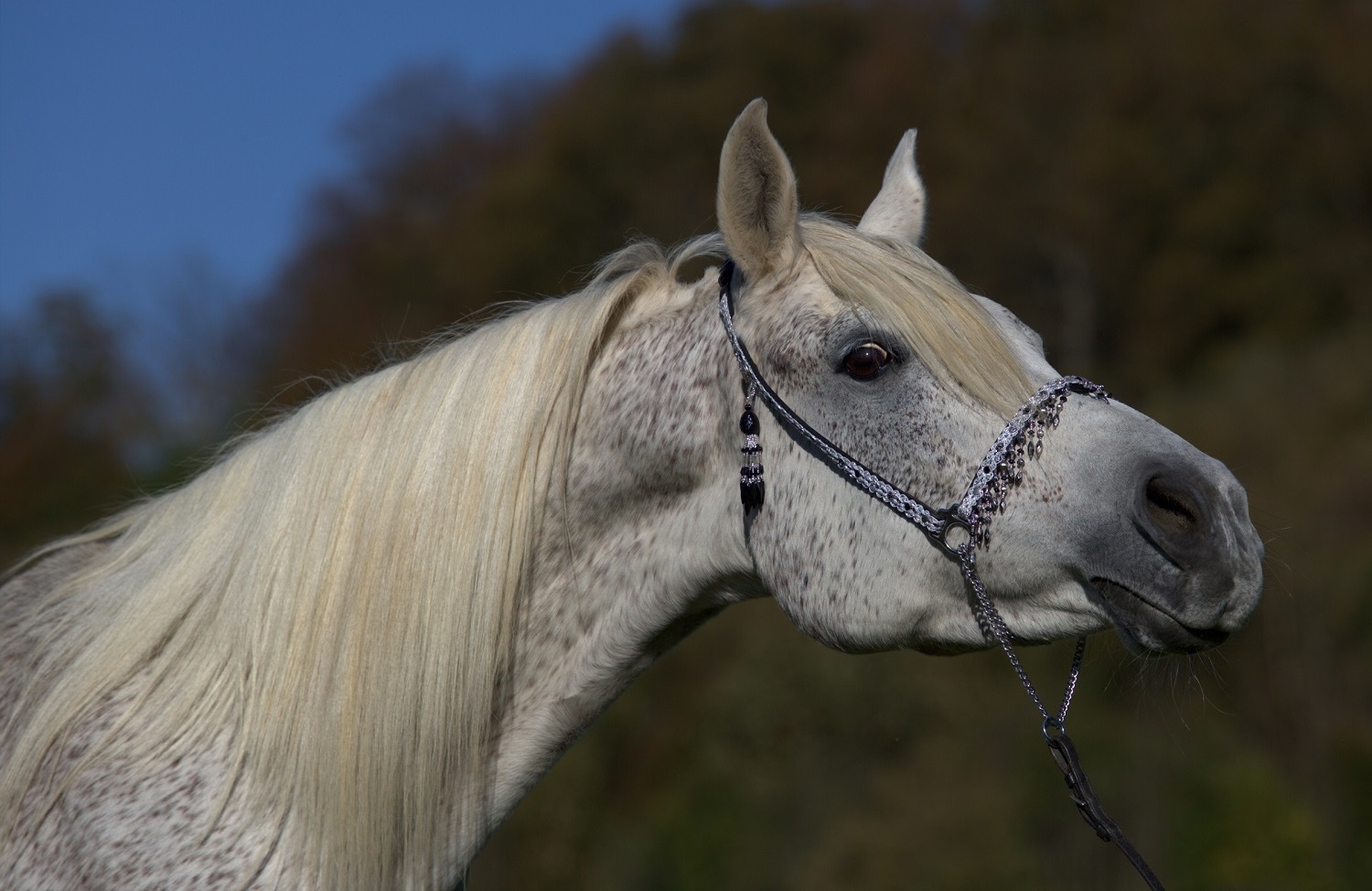 Хронический обструктивный бронхит у лошадей